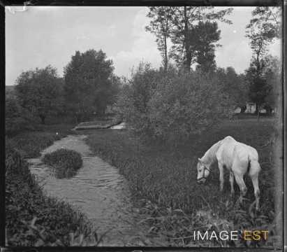 Cheval au bord d'un ruisseau (Meurthe-et-Moselle ?)